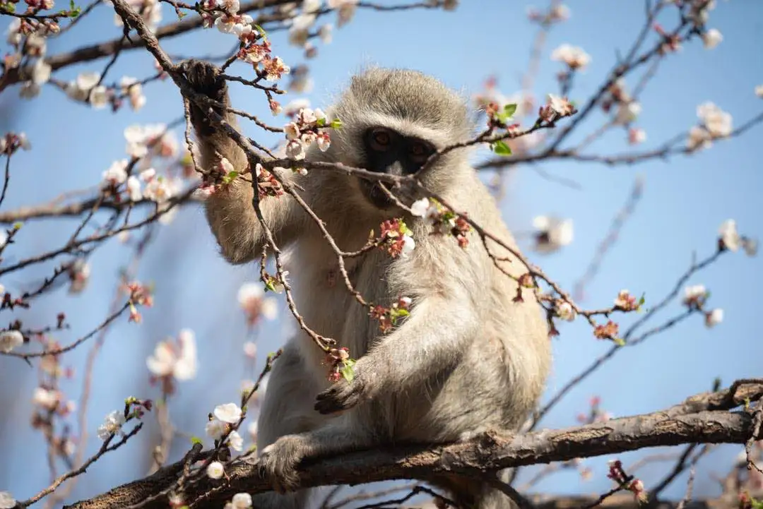 A vervet monkey you might see if you're lucky.